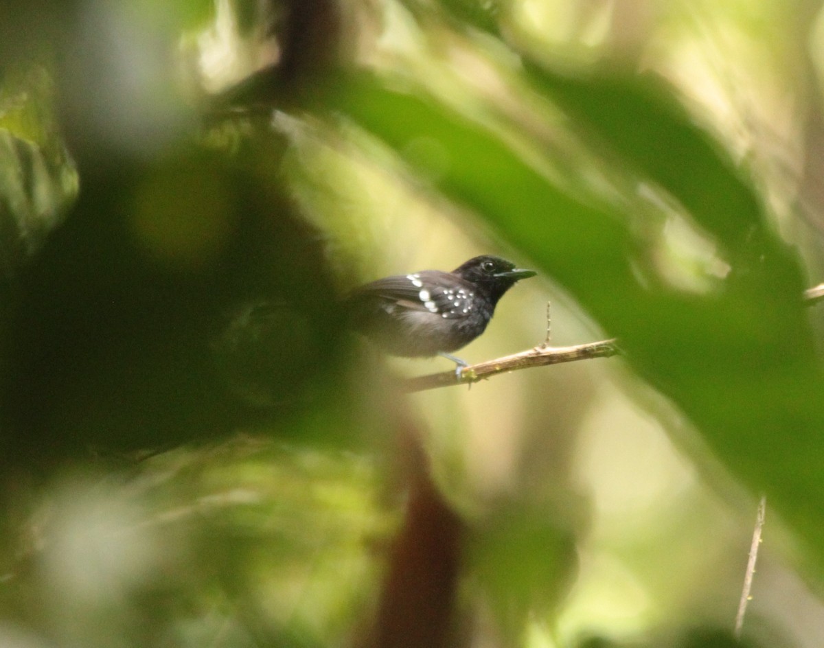 Dot-winged Antwren - Carlos Proaño