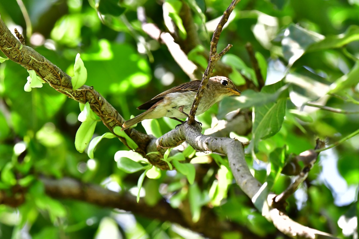 Brown-streaked Flycatcher - Haritharan Suppaiah