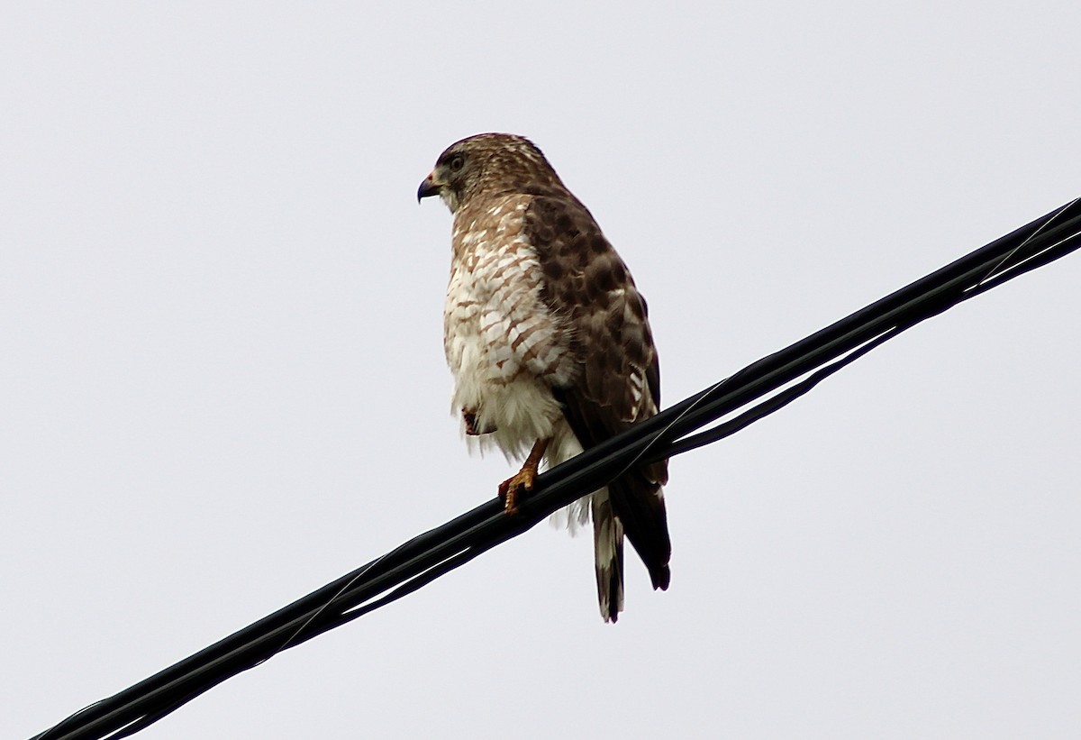 Broad-winged Hawk - India Digiacomo