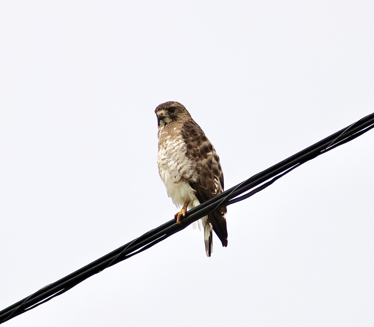 Broad-winged Hawk - India Digiacomo