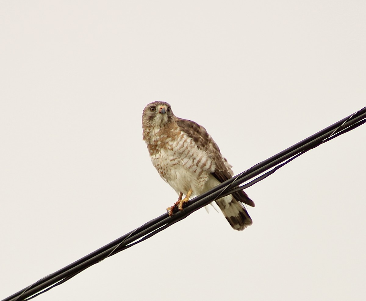 Broad-winged Hawk - India Digiacomo