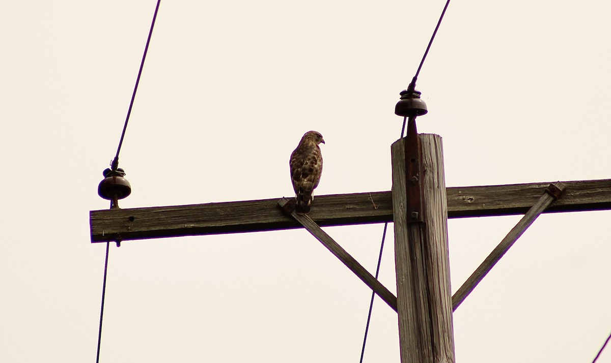 Broad-winged Hawk - India Digiacomo