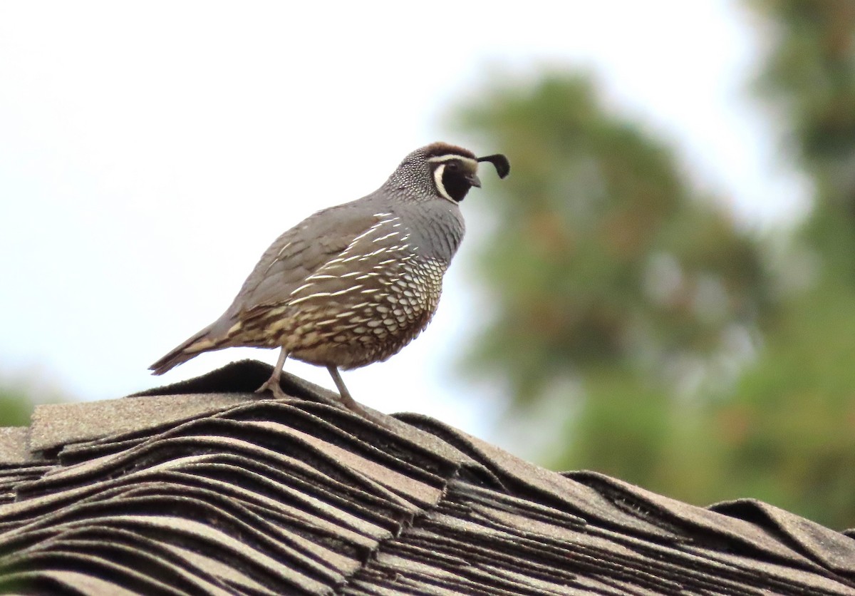 California Quail - Paul Lehman