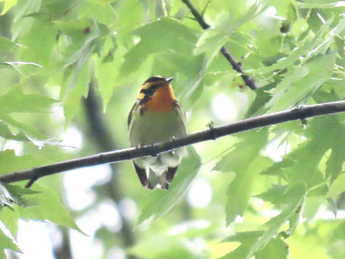 Blackburnian Warbler - ML619288380