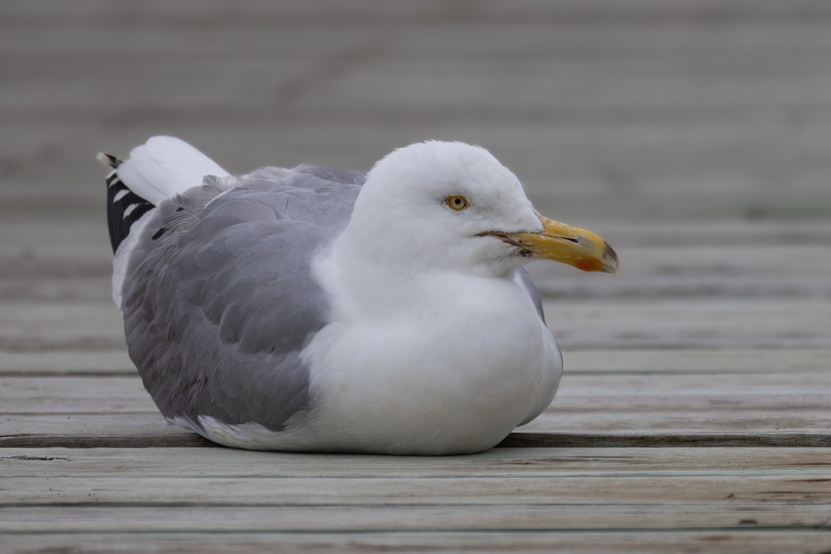 Herring Gull - Andy Wilson