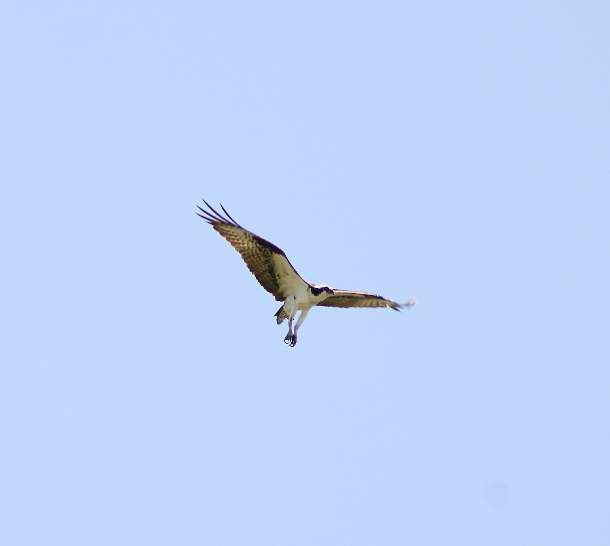 Osprey - India Digiacomo