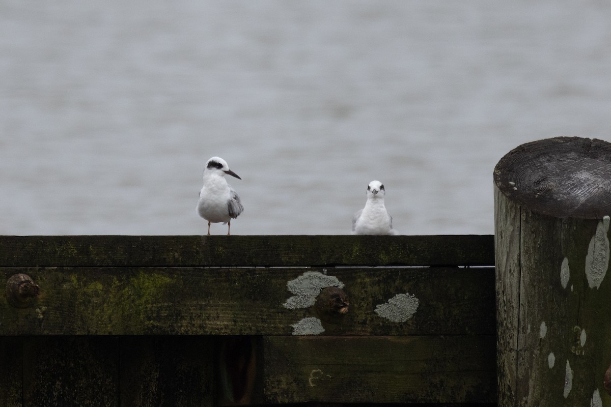 Forster's Tern - Andy Wilson
