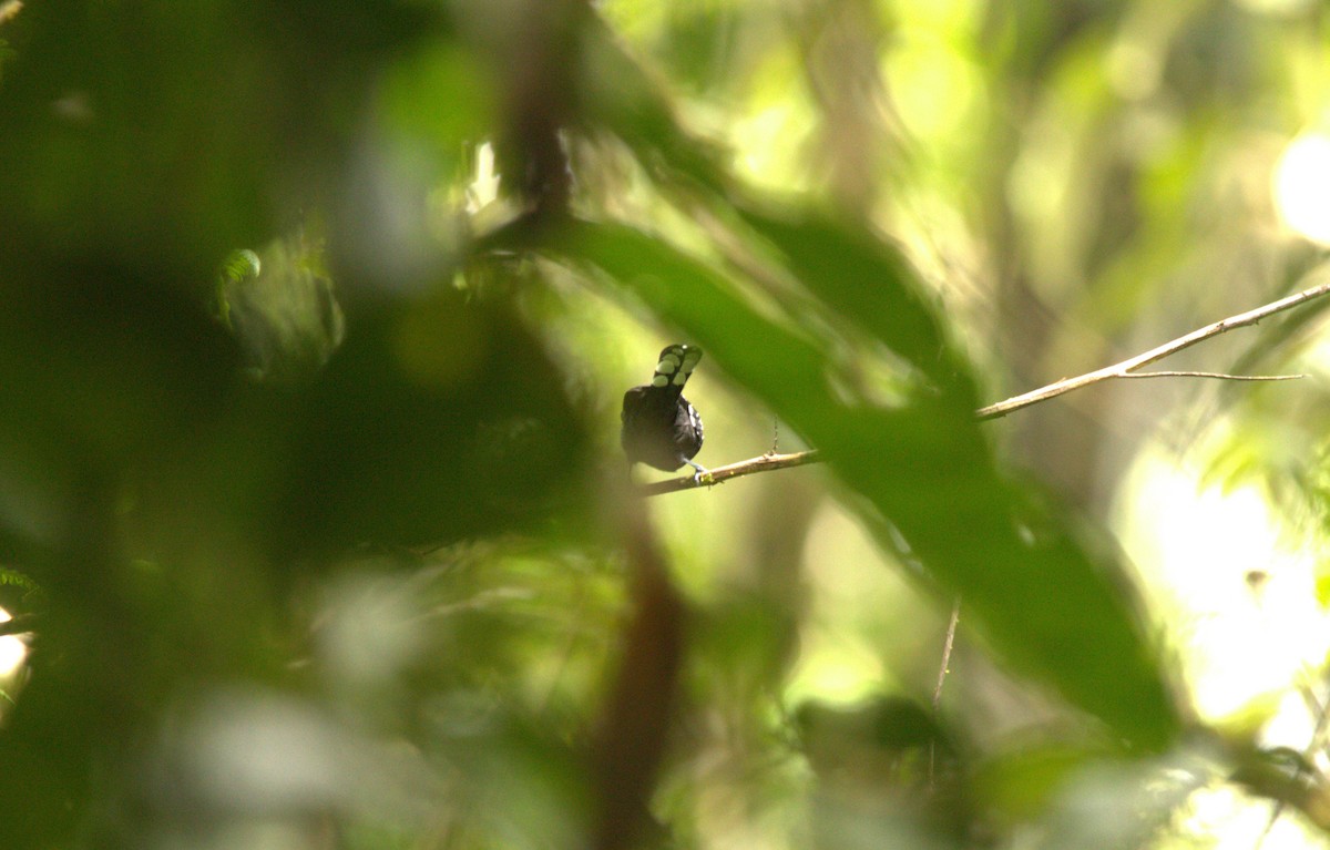 Dot-winged Antwren - Carlos Proaño