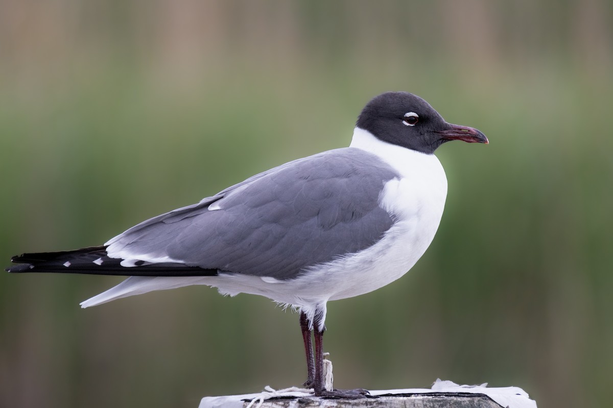 Laughing Gull - ML619288420