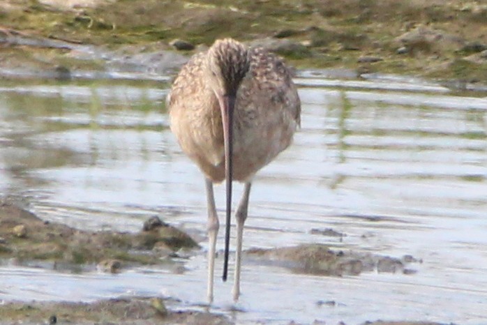 Long-billed Curlew - John Wilson