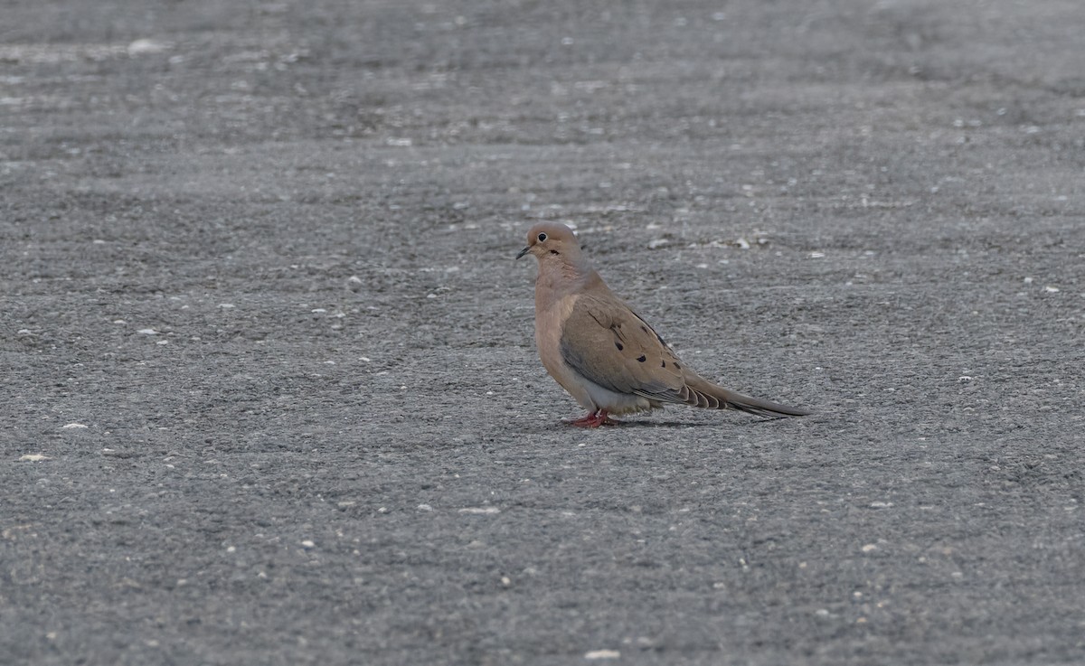 Mourning Dove - Mike Good