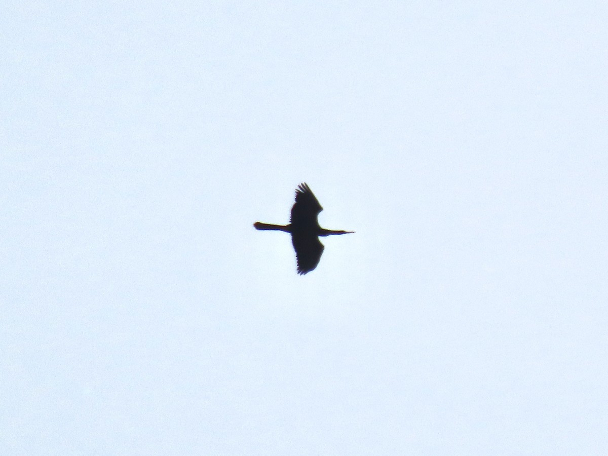 Anhinga Americana - ML619288441