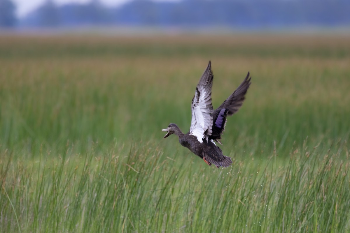 American Black Duck - ML619288448