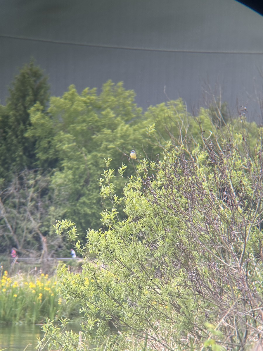 Western Kingbird - Andrew Eller