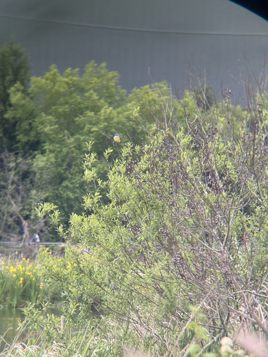 Western Kingbird - Andrew Eller