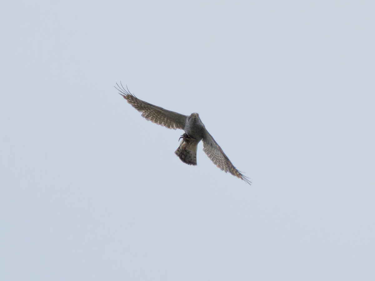 Eurasian Goshawk - Juan Parra Caceres