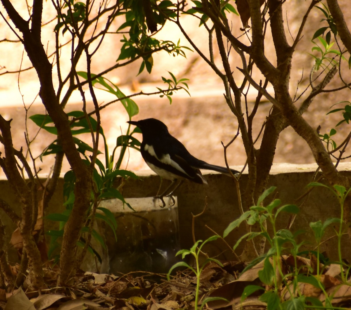 Oriental Magpie-Robin - Aditya Kadam
