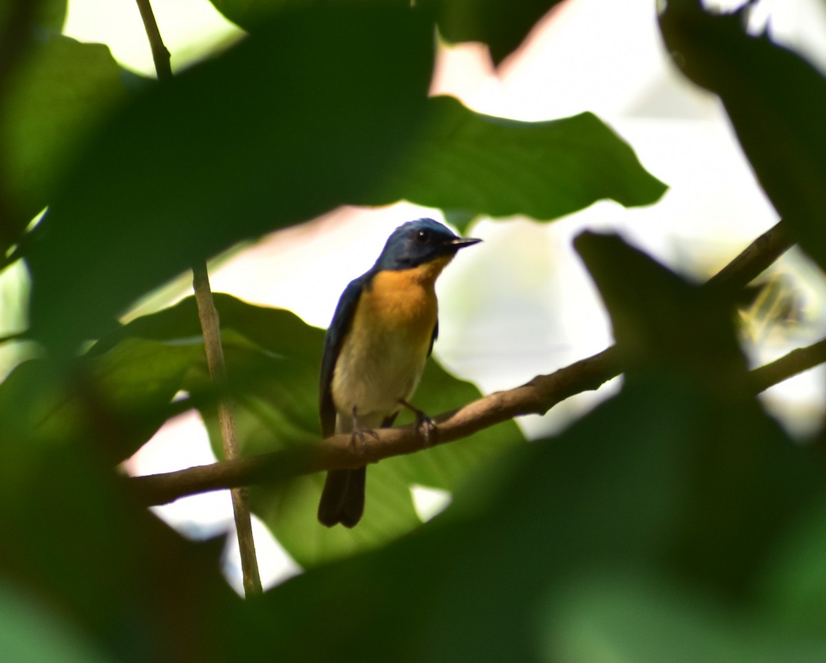 Tickell's Blue Flycatcher - ML619288479