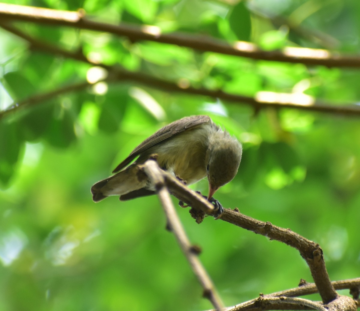 Pale-billed Flowerpecker - Aditya Kadam