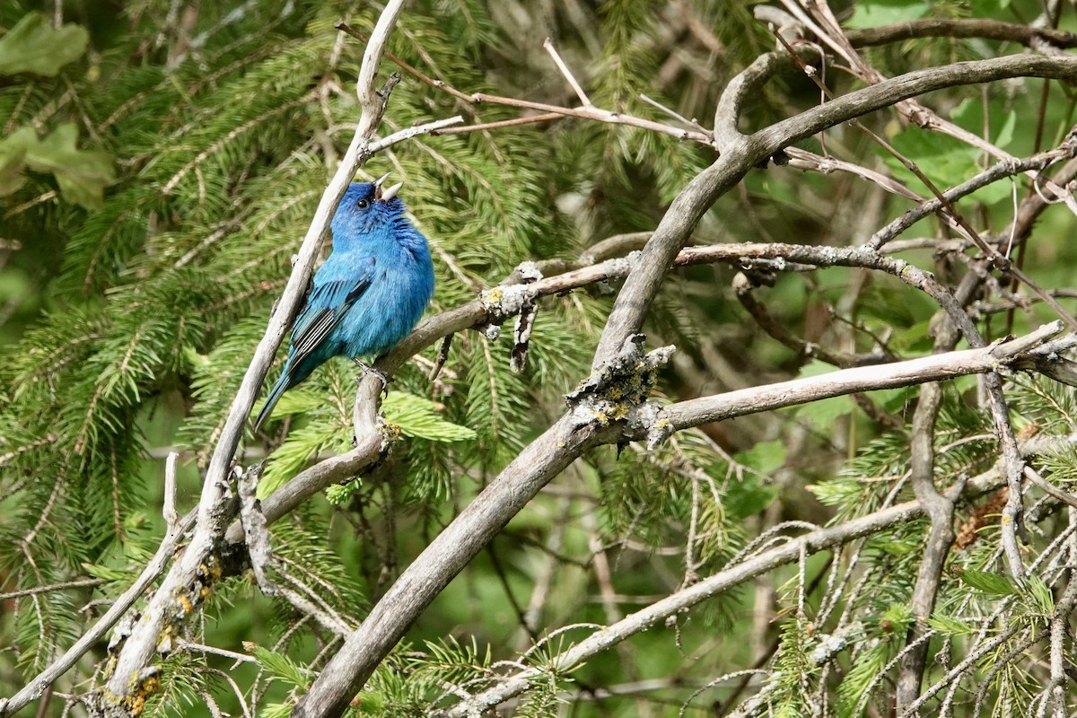 Indigo Bunting - ML619288501