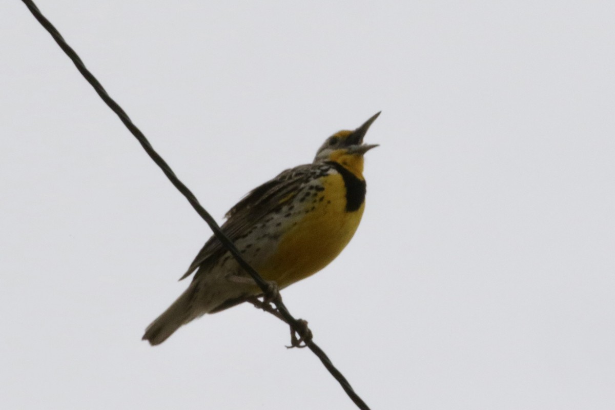 Western Meadowlark - ML619288515