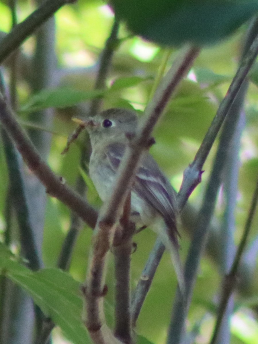 Western Flycatcher - Elliot Wallis