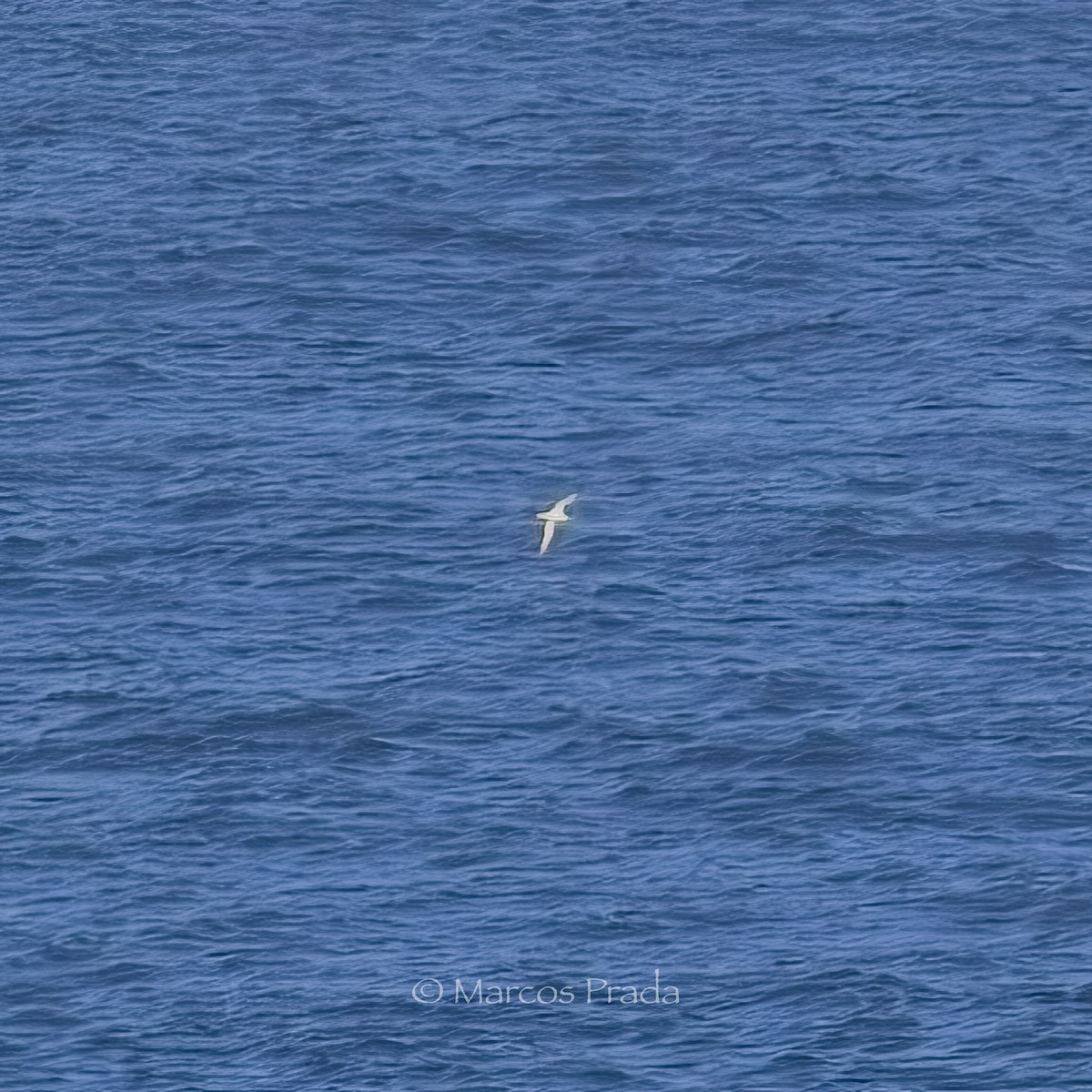 Cory's Shearwater (Scopoli's) - ML619288522