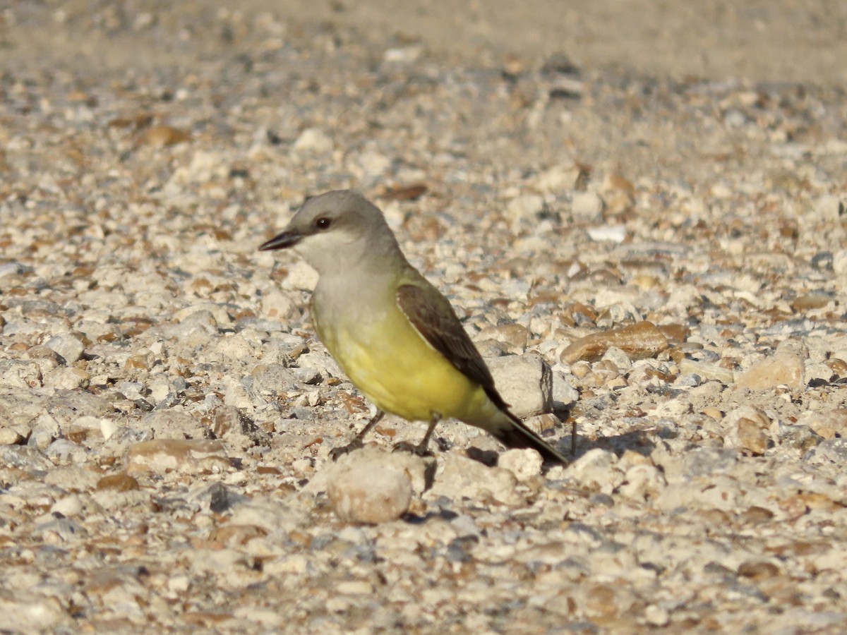 Western Kingbird - Alan  Troyer