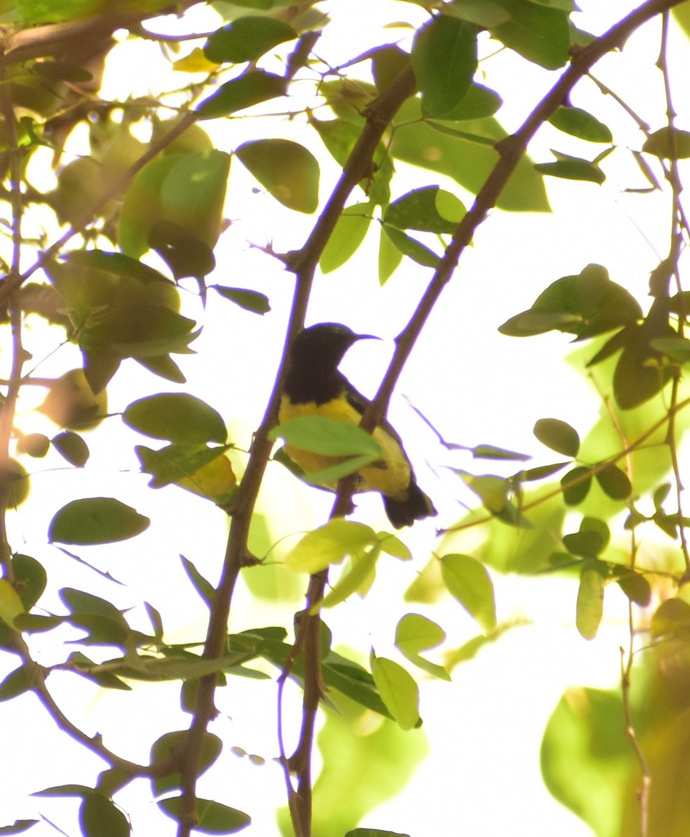 Purple-rumped Sunbird - ML619288530