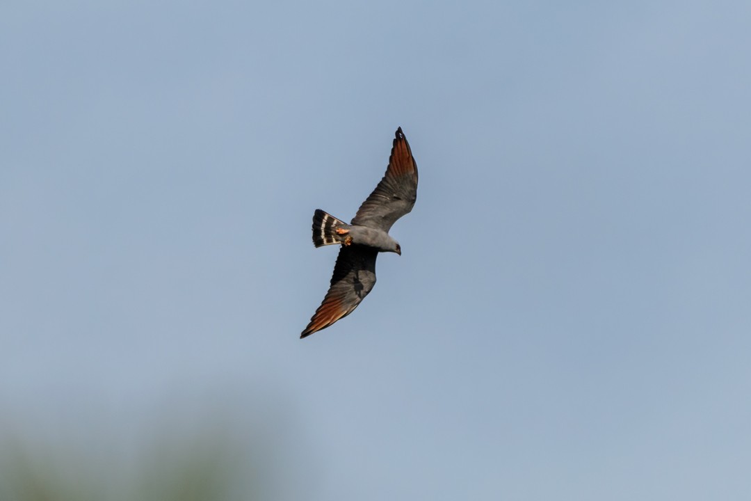 Plumbeous Kite - Sergio Romero