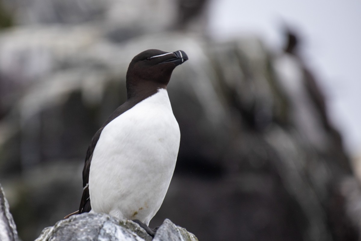 Razorbill - Derek Henderson