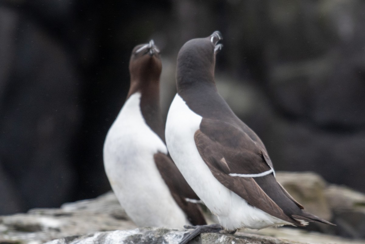 Razorbill - ML619288542