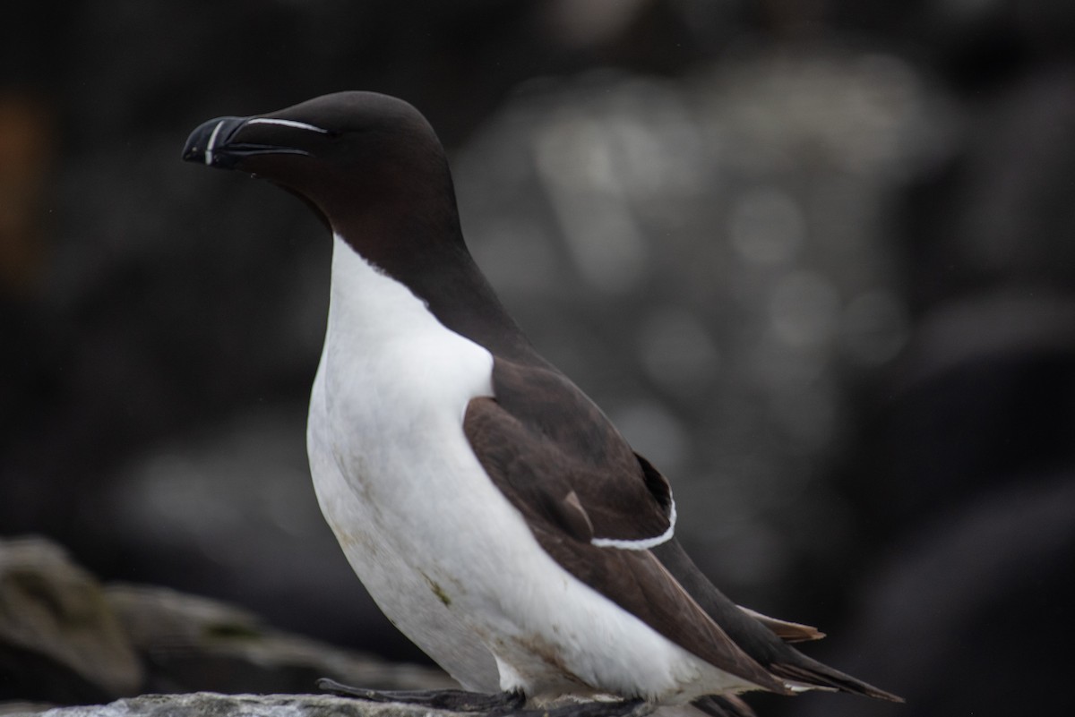 Razorbill - Derek Henderson