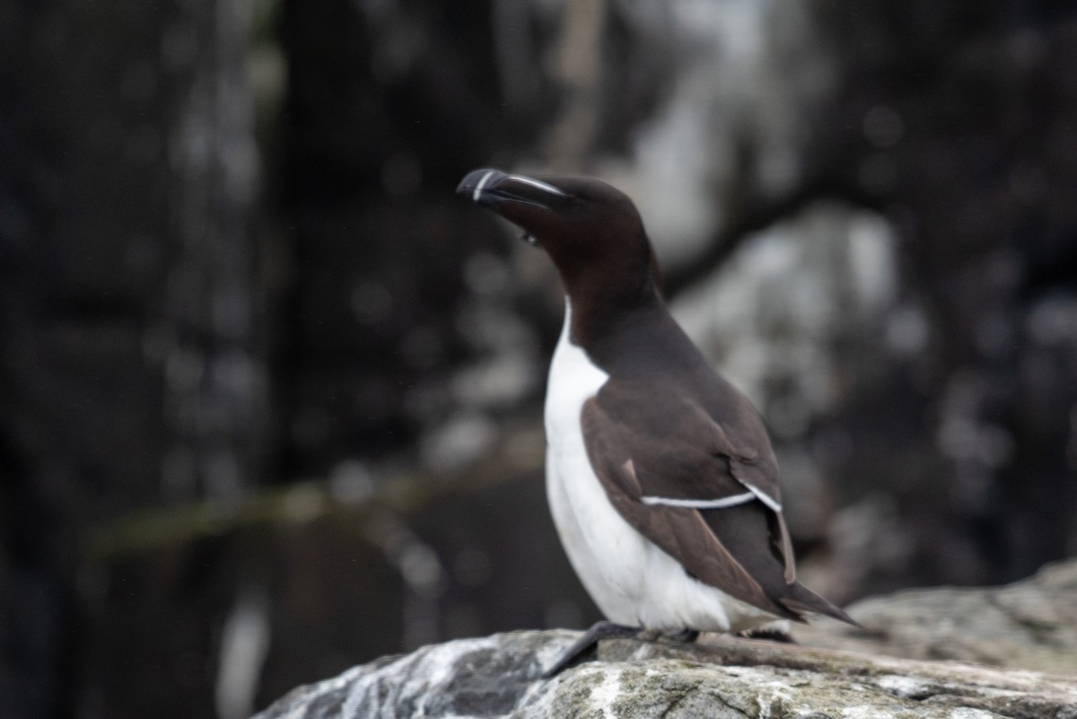 Razorbill - Derek Henderson