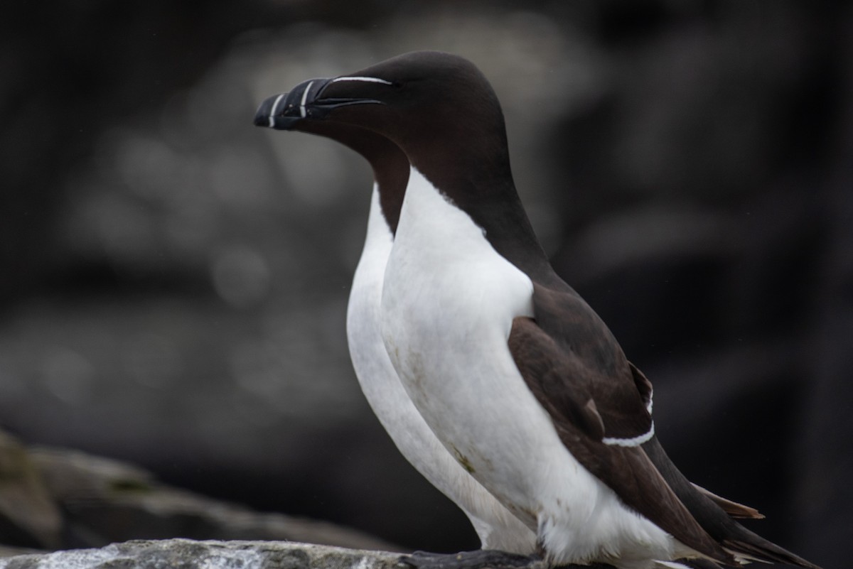 Razorbill - Derek Henderson