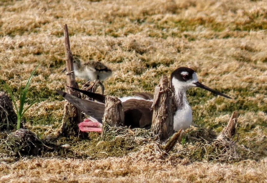 Black-necked Stilt - ML619288549