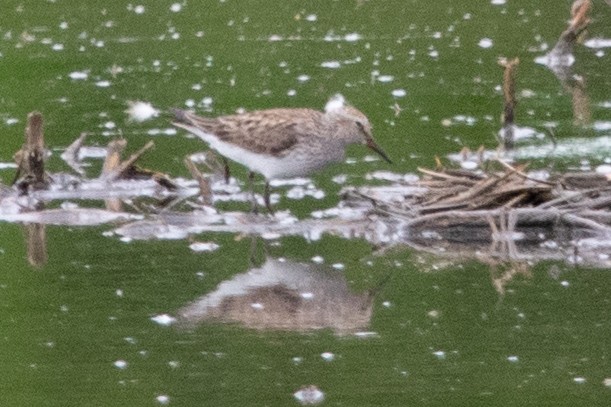 White-rumped Sandpiper - Jeff Katen