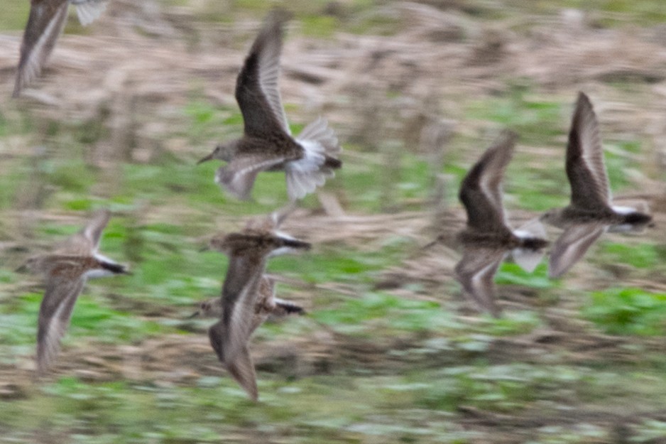 White-rumped Sandpiper - Jeff Katen