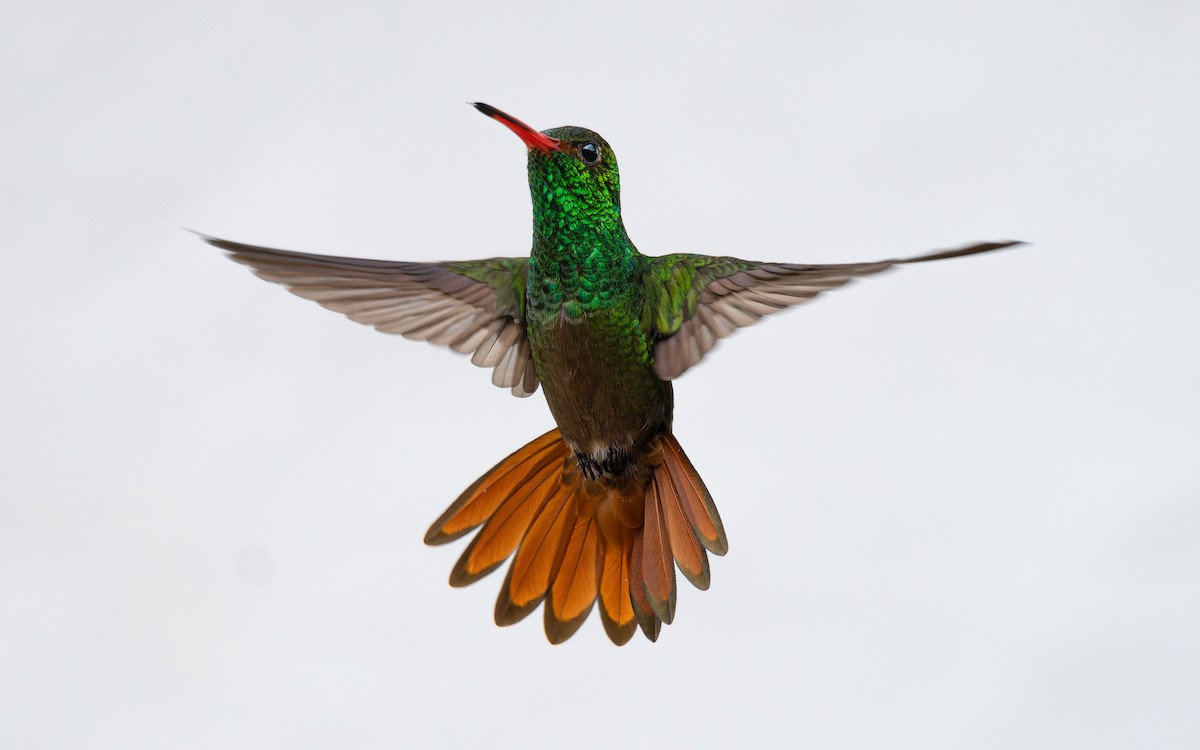 Rufous-tailed Hummingbird - Santiago Perez