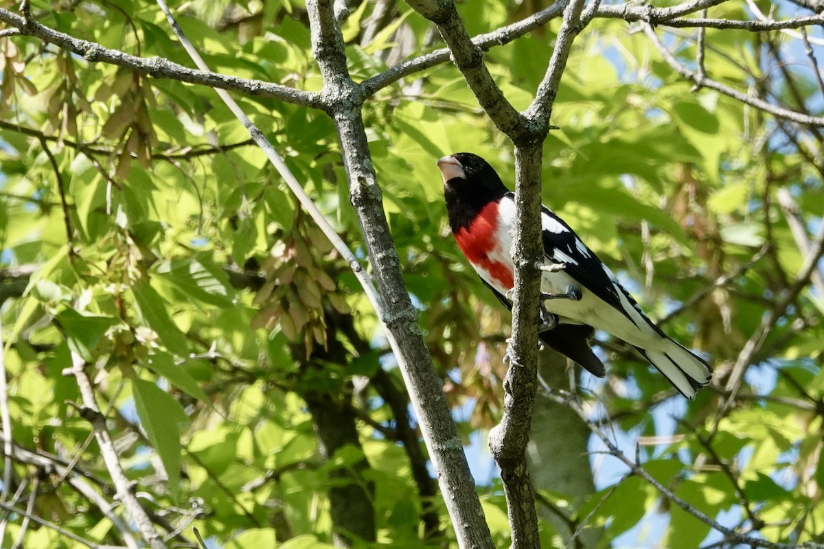 Rose-breasted Grosbeak - ML619288570