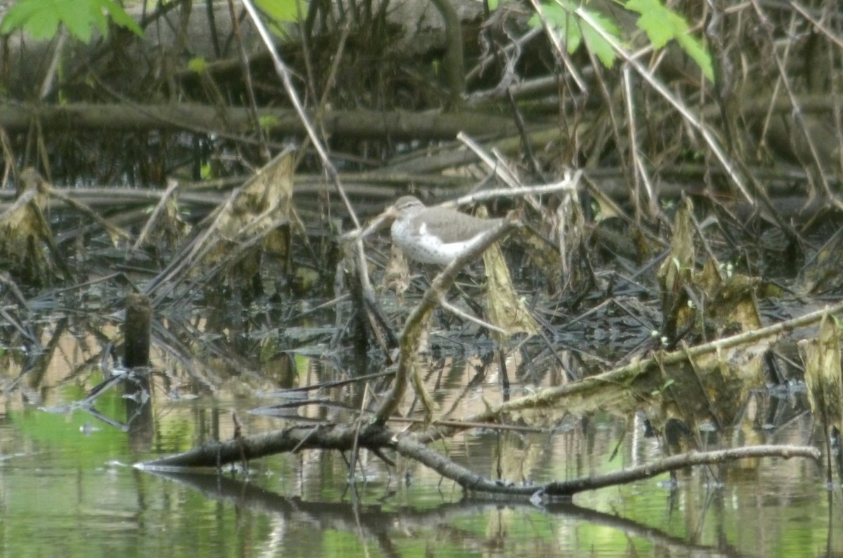 Spotted Sandpiper - ML619288571