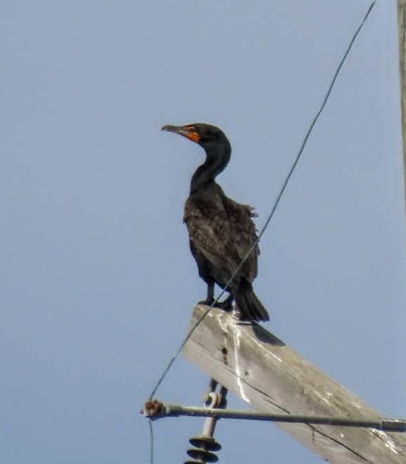 Double-crested Cormorant - Marcia Yeip