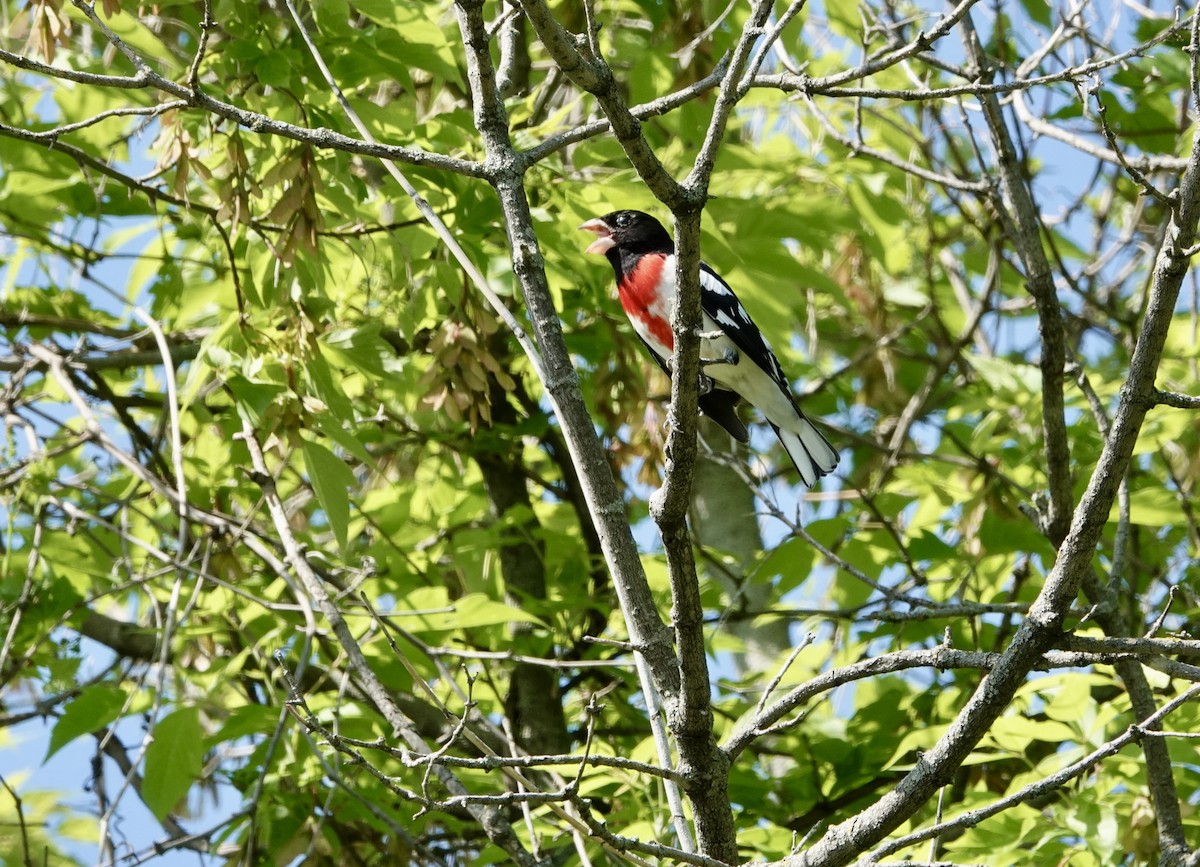 Rose-breasted Grosbeak - ML619288576