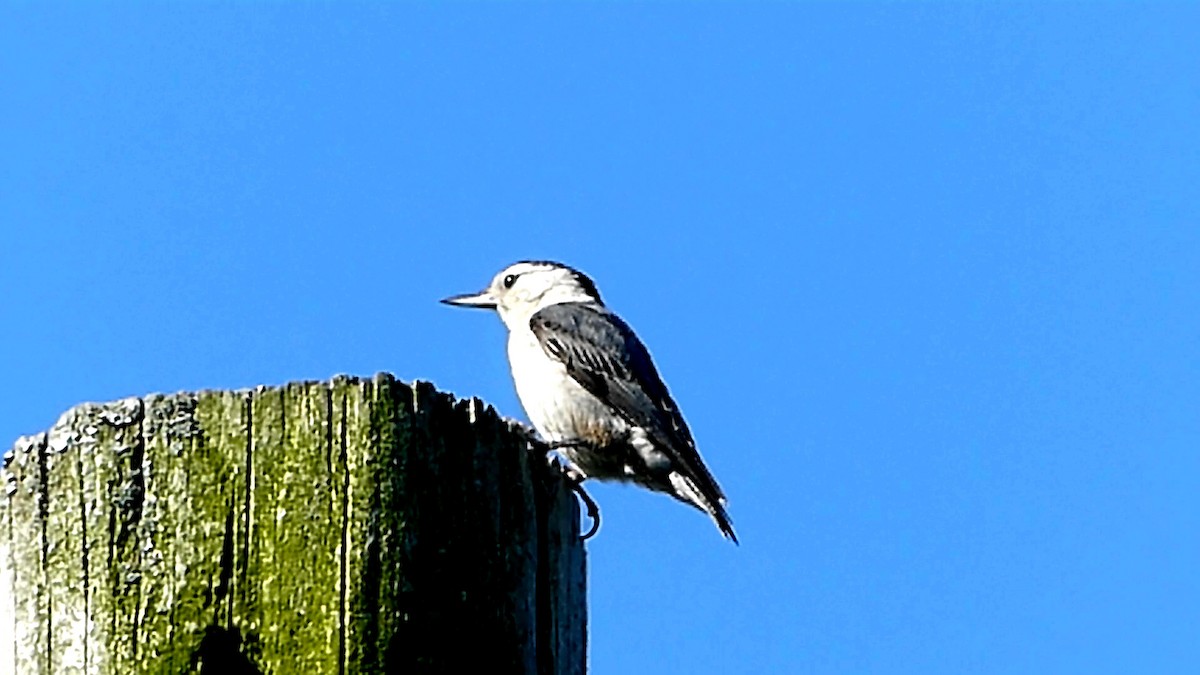 White-breasted Nuthatch - Robert Langston