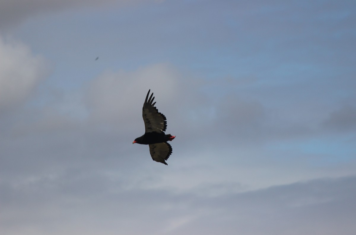 Bateleur - Mike & Angela Stahl