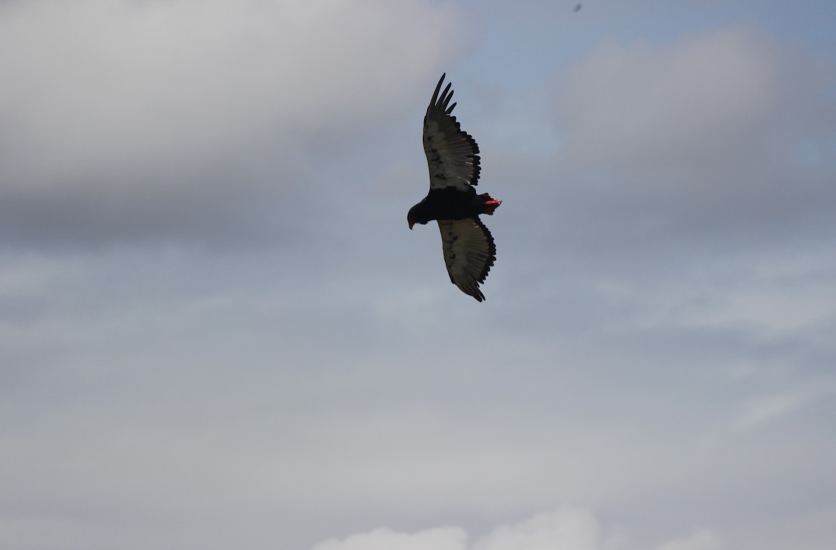 Bateleur - Mike & Angela Stahl