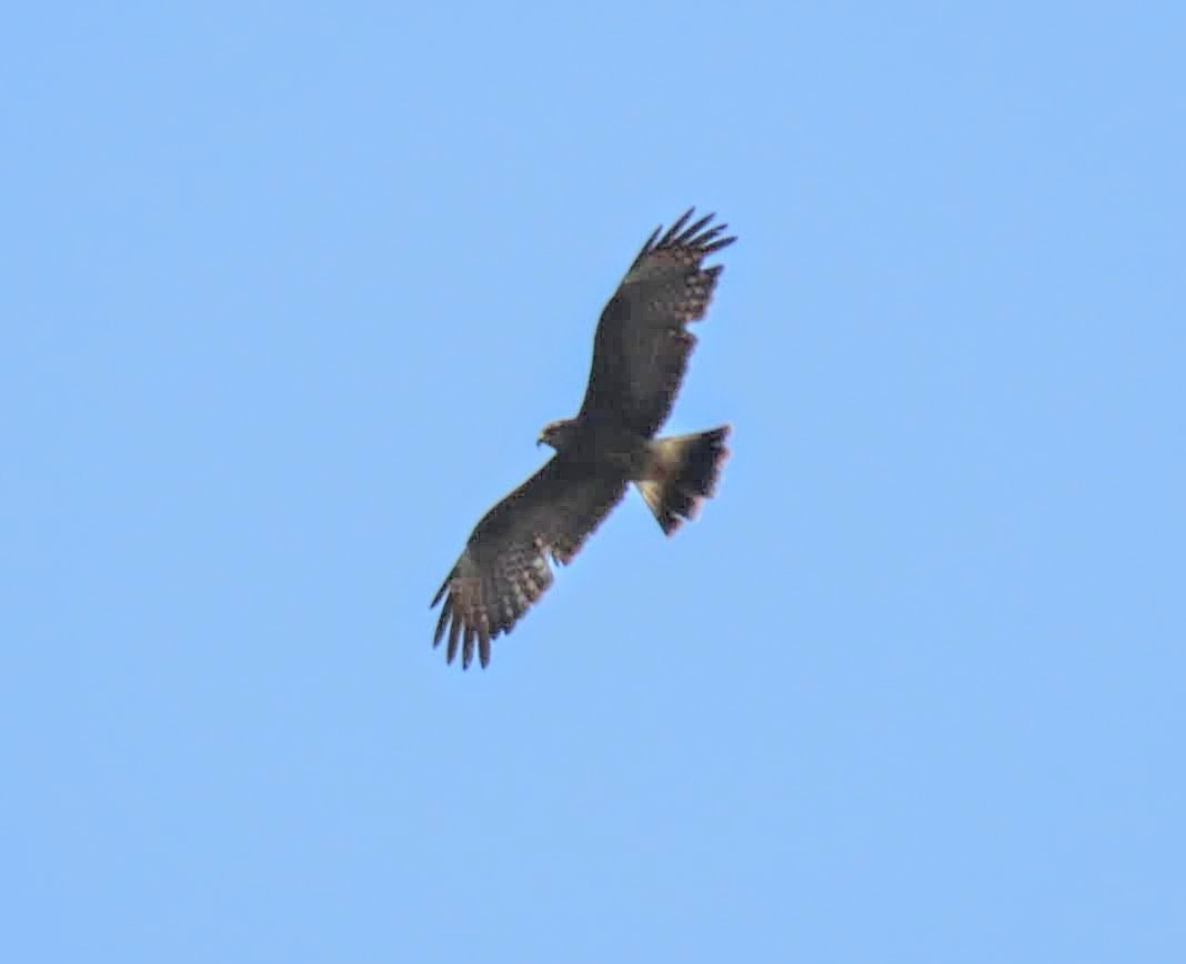 Snail Kite - Marcia Yeip