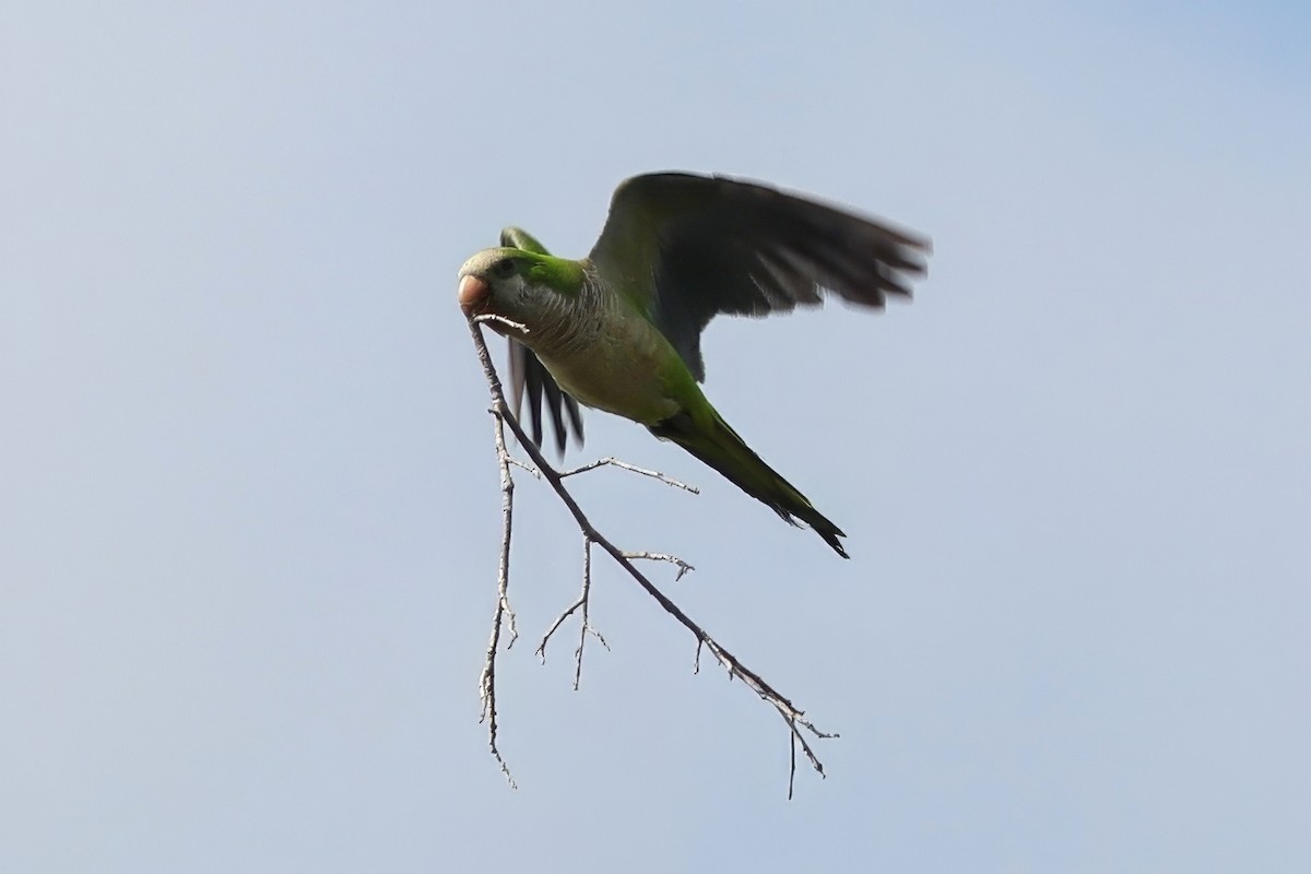 Monk Parakeet - Cathy McNeil