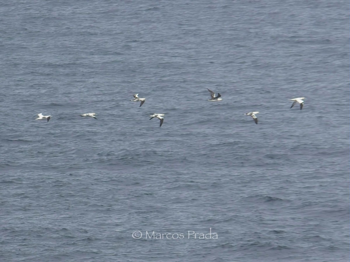 Northern Gannet - Marcos Prada Arias