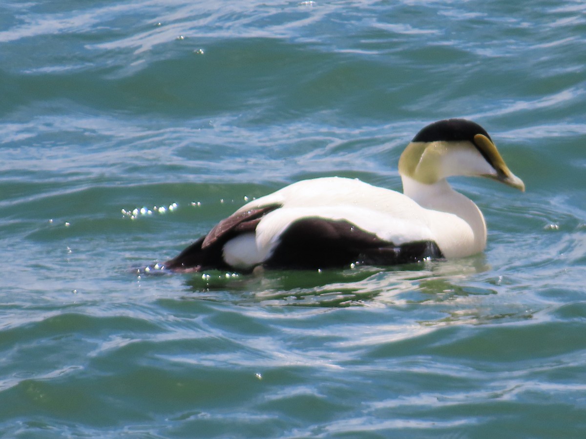 Common Eider - don pierce